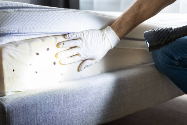 Best Wasp Removal Services  in Washingtonville, NY