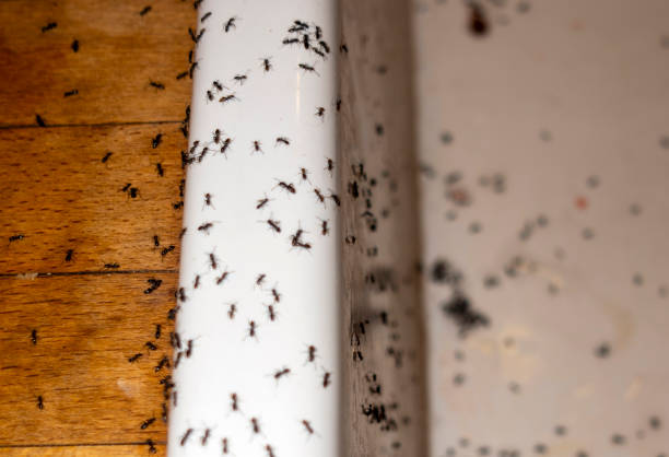 Best Residential Pest Control  in Washingtonville, NY
